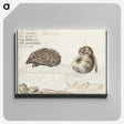 1-70_Anselmus-Boetius-de-Boodt_canvas