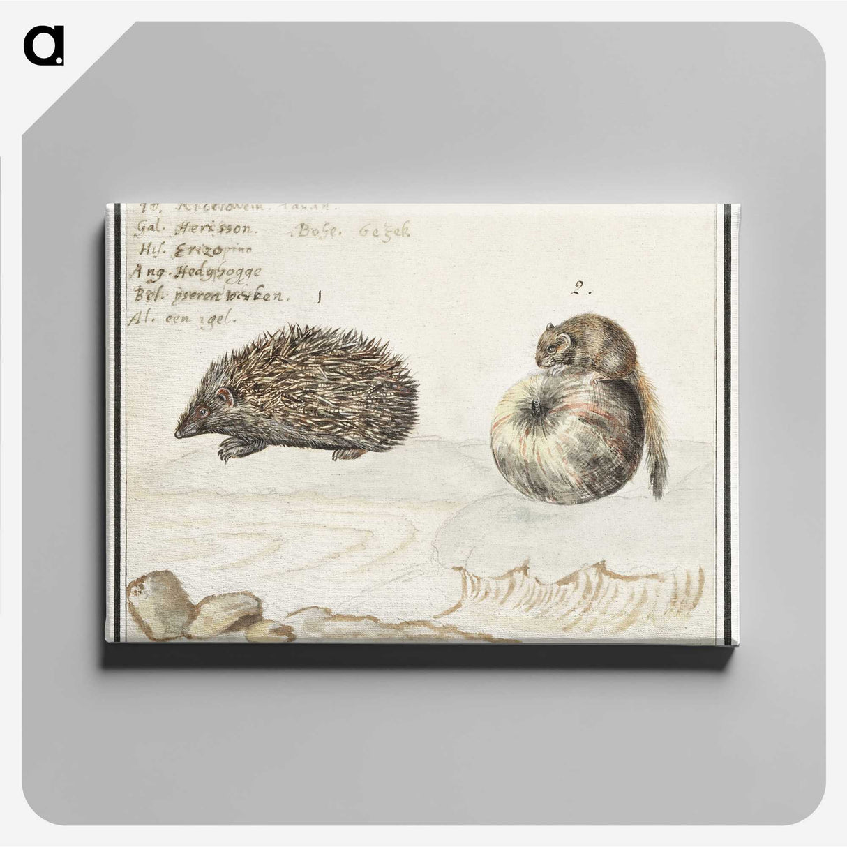 1-70_Anselmus-Boetius-de-Boodt_canvas