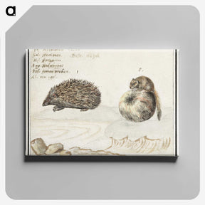 1-70_Anselmus-Boetius-de-Boodt_canvas