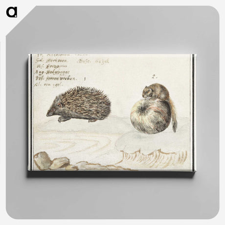 1-70_Anselmus-Boetius-de-Boodt_canvas