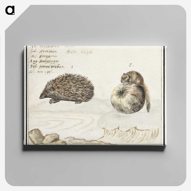 1-70_Anselmus-Boetius-de-Boodt_canvas