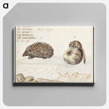 Hedgehog, Erinaceus europaeus and a Hazel dormouse, Muscardinus avellanarius - アンセルムス ボエティウス デ ブート Canvas.