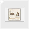 アートポストカード-Hedgehog, Erinaceus europaeus and a Hazel dormouse, Muscardinus avellanarius - アンセルムス ボエティウス デ ブート Postcard.