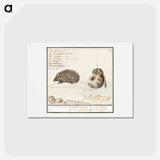 アートポストカード-Hedgehog, Erinaceus europaeus and a Hazel dormouse, Muscardinus avellanarius - アンセルムス ボエティウス デ ブート Postcard.