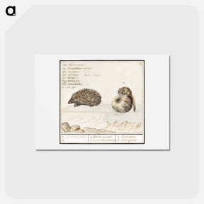 アートポストカード-Hedgehog, Erinaceus europaeus and a Hazel dormouse, Muscardinus avellanarius - アンセルムス ボエティウス デ ブート Postcard.