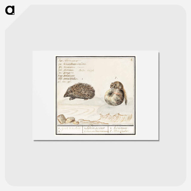 アートポストカード-Hedgehog, Erinaceus europaeus and a Hazel dormouse, Muscardinus avellanarius - アンセルムス ボエティウス デ ブート Postcard.