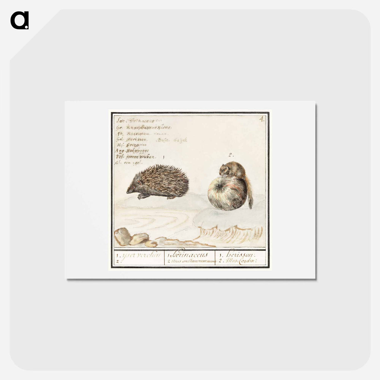 Hedgehog, Erinaceus europaeus and a Hazel dormouse, Muscardinus avellanarius - アンセルムス ボエティウス デ ブート Postcard.