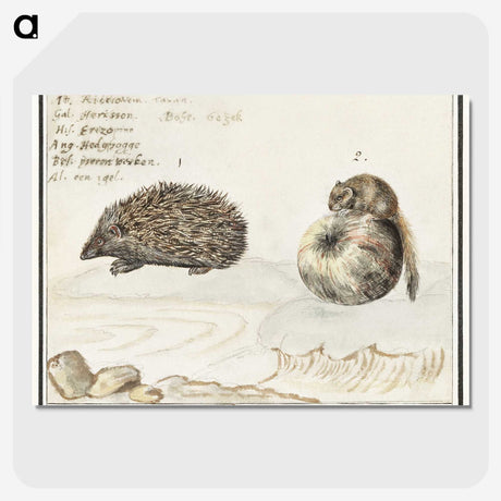 1-70_Anselmus-Boetius-de-Boodt_picture-crop