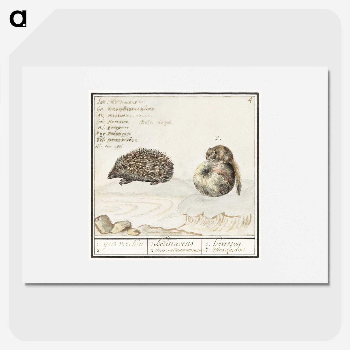 1-70_Anselmus-Boetius-de-Boodt_picture