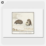 1-70_Anselmus-Boetius-de-Boodt_picture