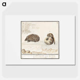 Hedgehog, Erinaceus europaeus and a Hazel dormouse, Muscardinus avellanarius - アンセルムス ボエティウス デ ブート Poster.