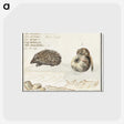 1-70_Anselmus-Boetius-de-Boodt_postcard