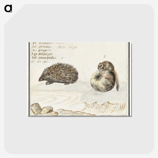 1-70_Anselmus-Boetius-de-Boodt_postcard