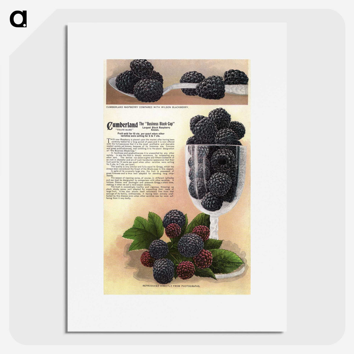 1-70_Botanical-Specimen-Plates_picture