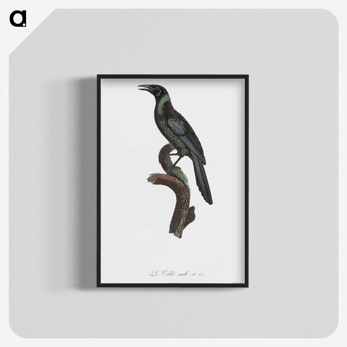 1-70_Des-Oiseaux-de-Paradis_blk-crop