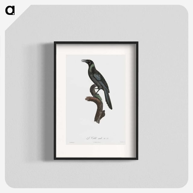 1-70_Des-Oiseaux-de-Paradis_blk