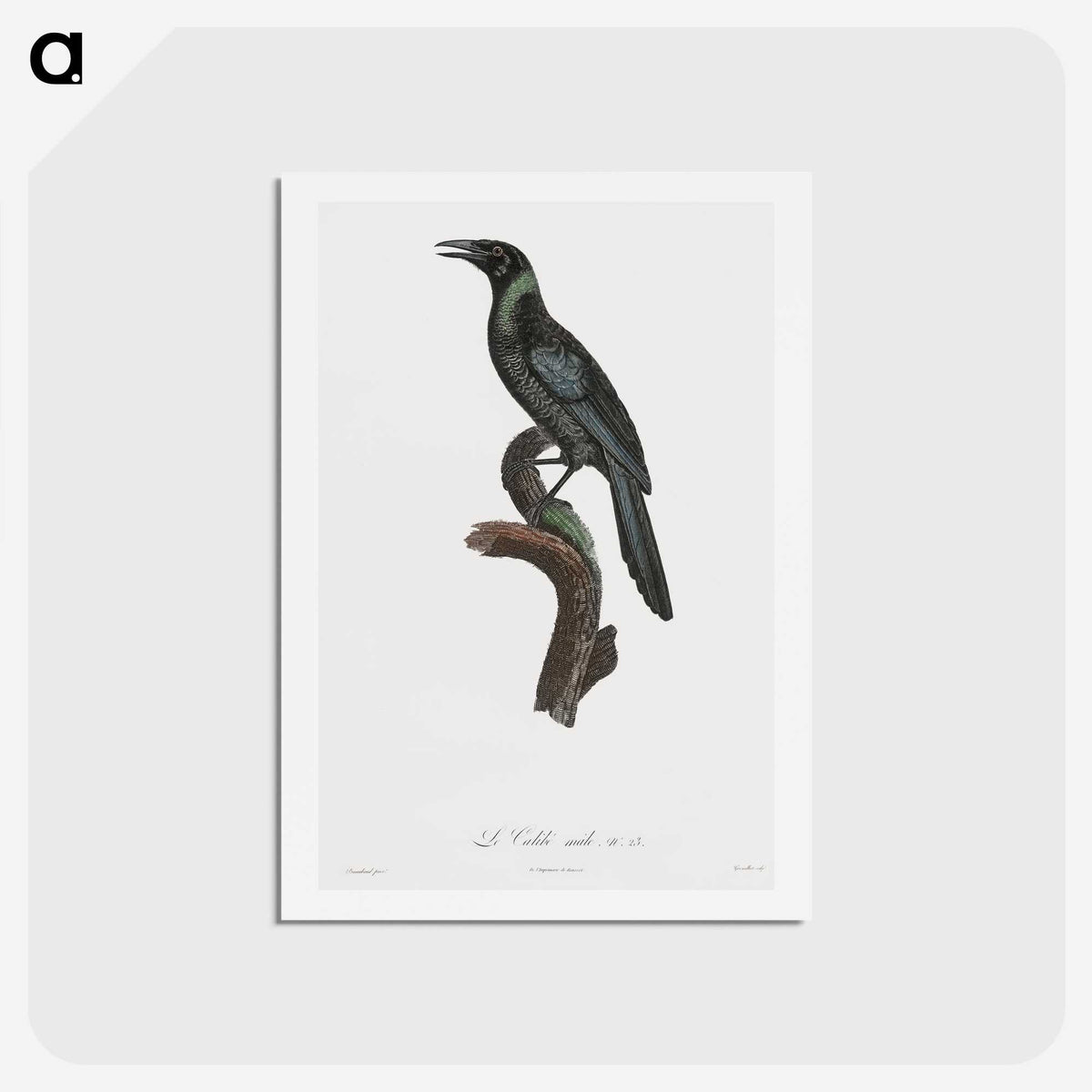 1-70_Des-Oiseaux-de-Paradis_hagaki