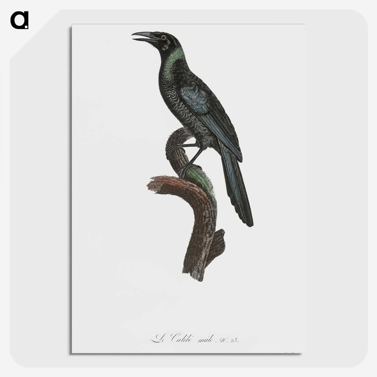 1-70_Des-Oiseaux-de-Paradis_picture-crop