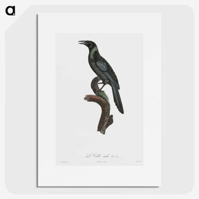 1-70_Des-Oiseaux-de-Paradis_picture