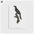1-70_Des-Oiseaux-de-Paradis_postcard