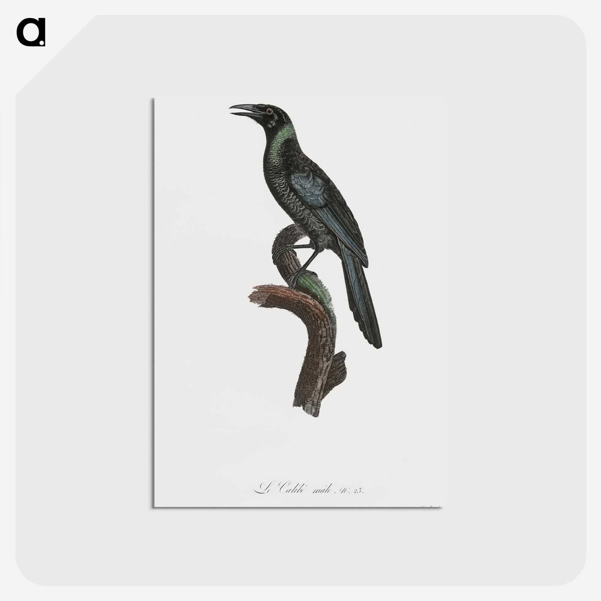 1-70_Des-Oiseaux-de-Paradis_postcard