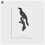 1-70_Des-Oiseaux-de-Paradis_postcard