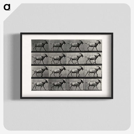 1-70_Eadweard-Muybridge_blk