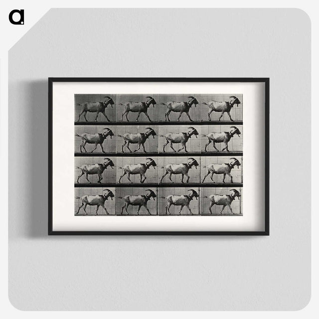 1-70_Eadweard-Muybridge_blk