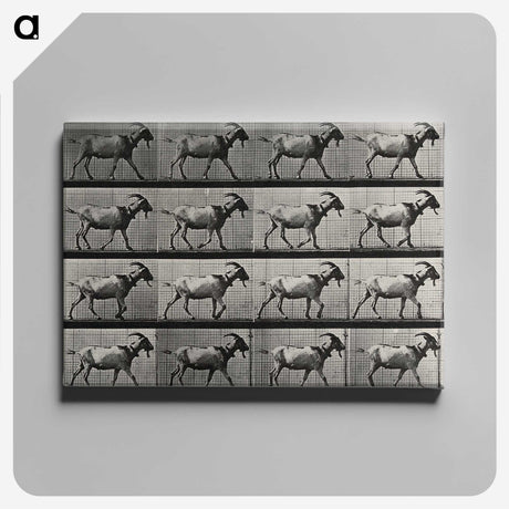 1-70_Eadweard-Muybridge_canvas