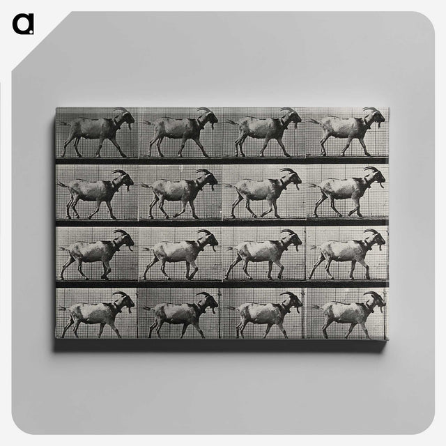 1-70_Eadweard-Muybridge_canvas