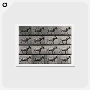 アートポストカード-Goat Walking
 - エドワード マイブリッジ Postcard.