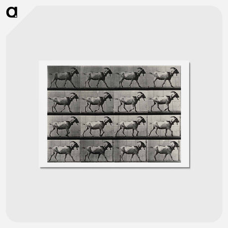 アートポストカード-Goat Walking
 - エドワード マイブリッジ Postcard.