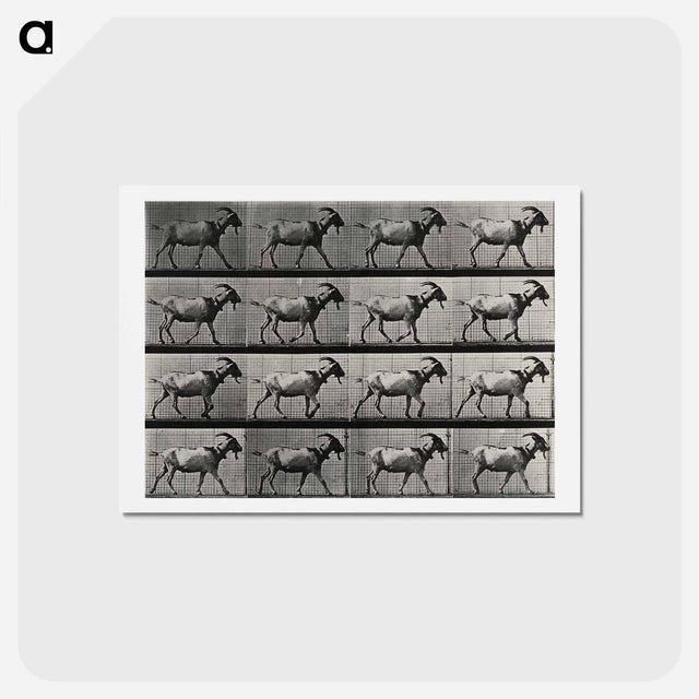 アートポストカード-Goat Walking
 - エドワード マイブリッジ Postcard.