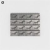 1-70_Eadweard-Muybridge_memo