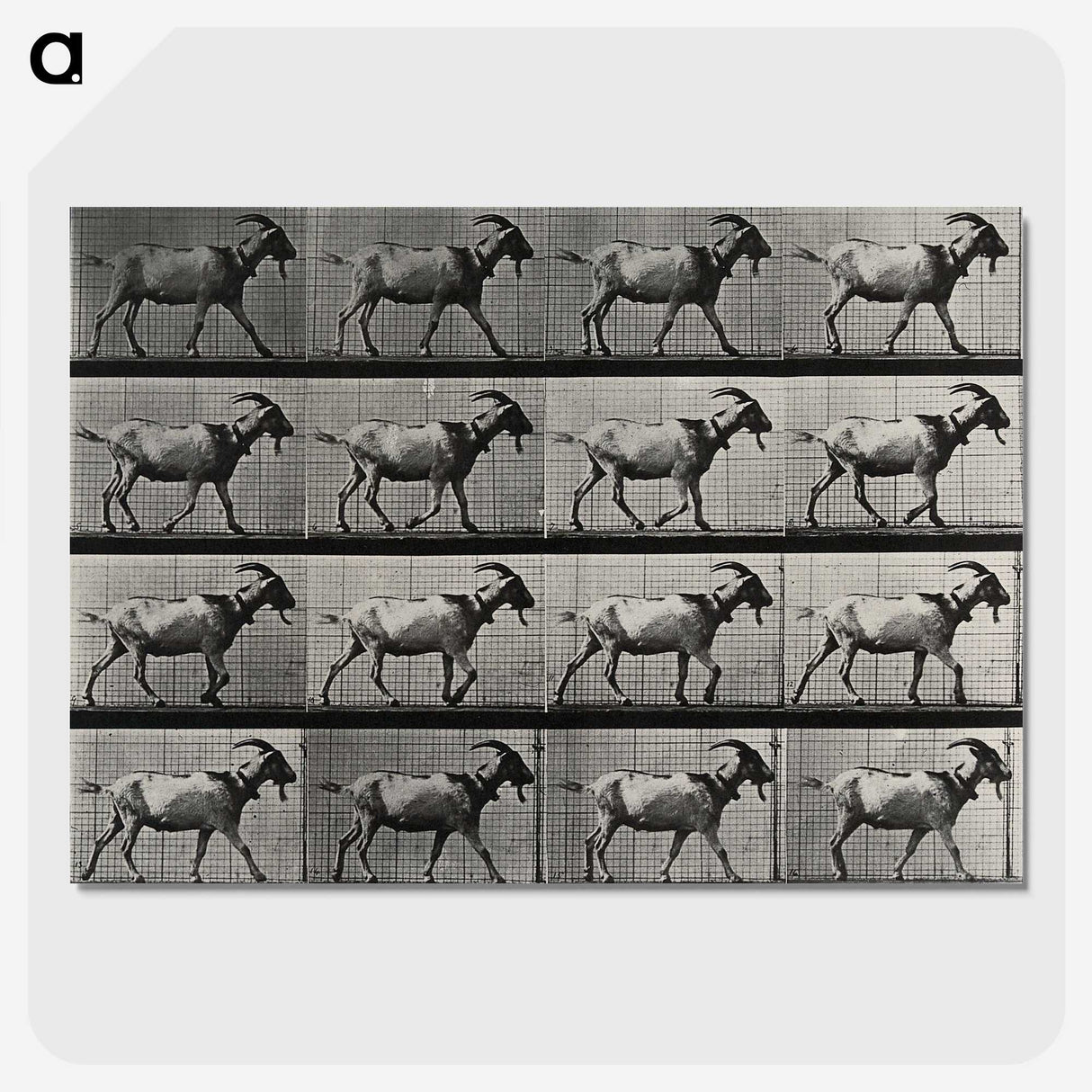 1-70_Eadweard-Muybridge_picture-crop