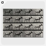 1-70_Eadweard-Muybridge_picture-crop