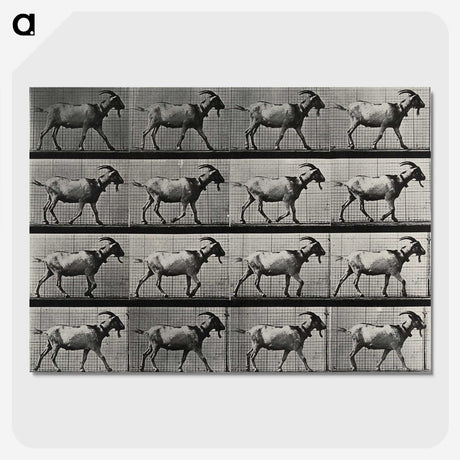 1-70_Eadweard-Muybridge_picture-crop
