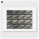 1-70_Eadweard-Muybridge_picture