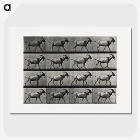 1-70_Eadweard-Muybridge_picture