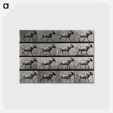 アートポストカード-Goat Walking
 - エドワード マイブリッジ Postcard.