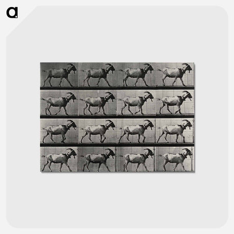 アートポストカード-Goat Walking
 - エドワード マイブリッジ Postcard.