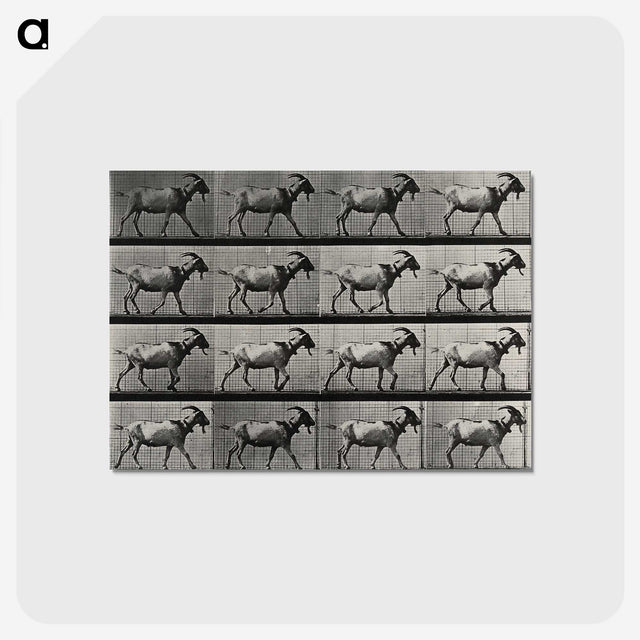 1-70_Eadweard-Muybridge_postcard