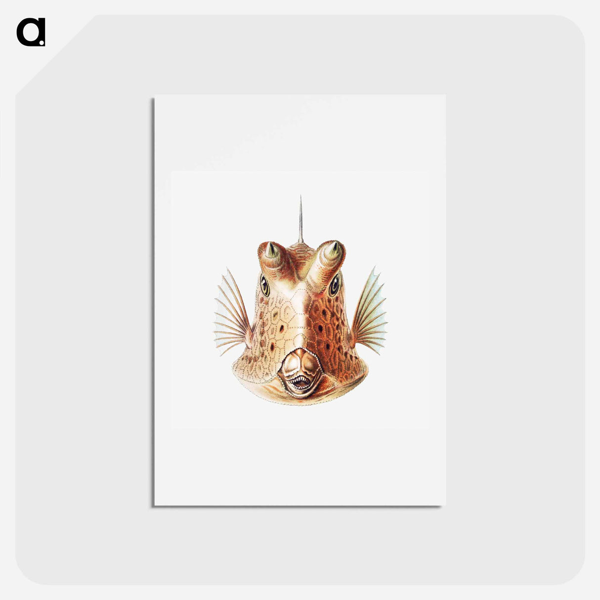アートポストカード-Vintage fish illustration on white background - エルンスト ヘッケル Postcard.