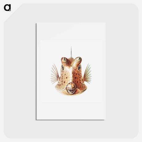 アートポストカード-Vintage fish illustration on white background - エルンスト ヘッケル Postcard.