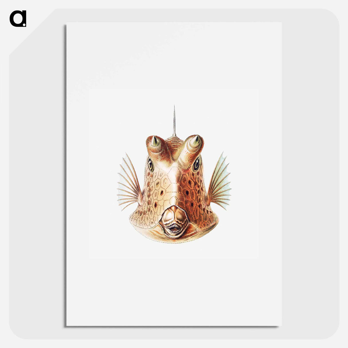 Vintage fish illustration on white background - エルンスト ヘッケル Poster.