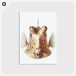 1-70_Ernst-Haeckel_postcard