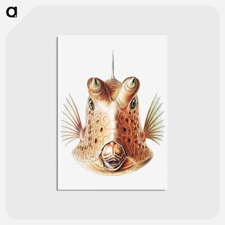 アートポストカード-Vintage fish illustration on white background - エルンスト ヘッケル Postcard.