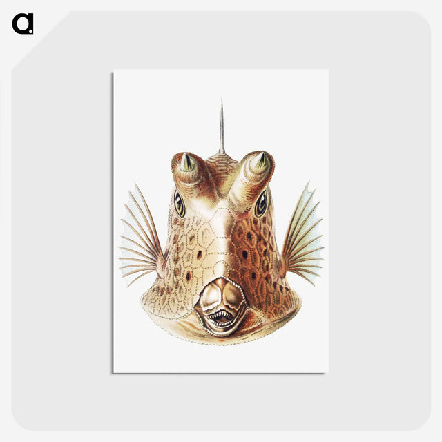 1-70_Ernst-Haeckel_postcard
