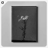 1-70_Frederick-Charles-Brockett_canvas