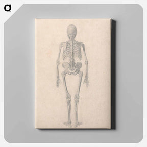 アートパネル-Human Skeleton, Posterior View
 - ジョージ スタッブス Canvas.
